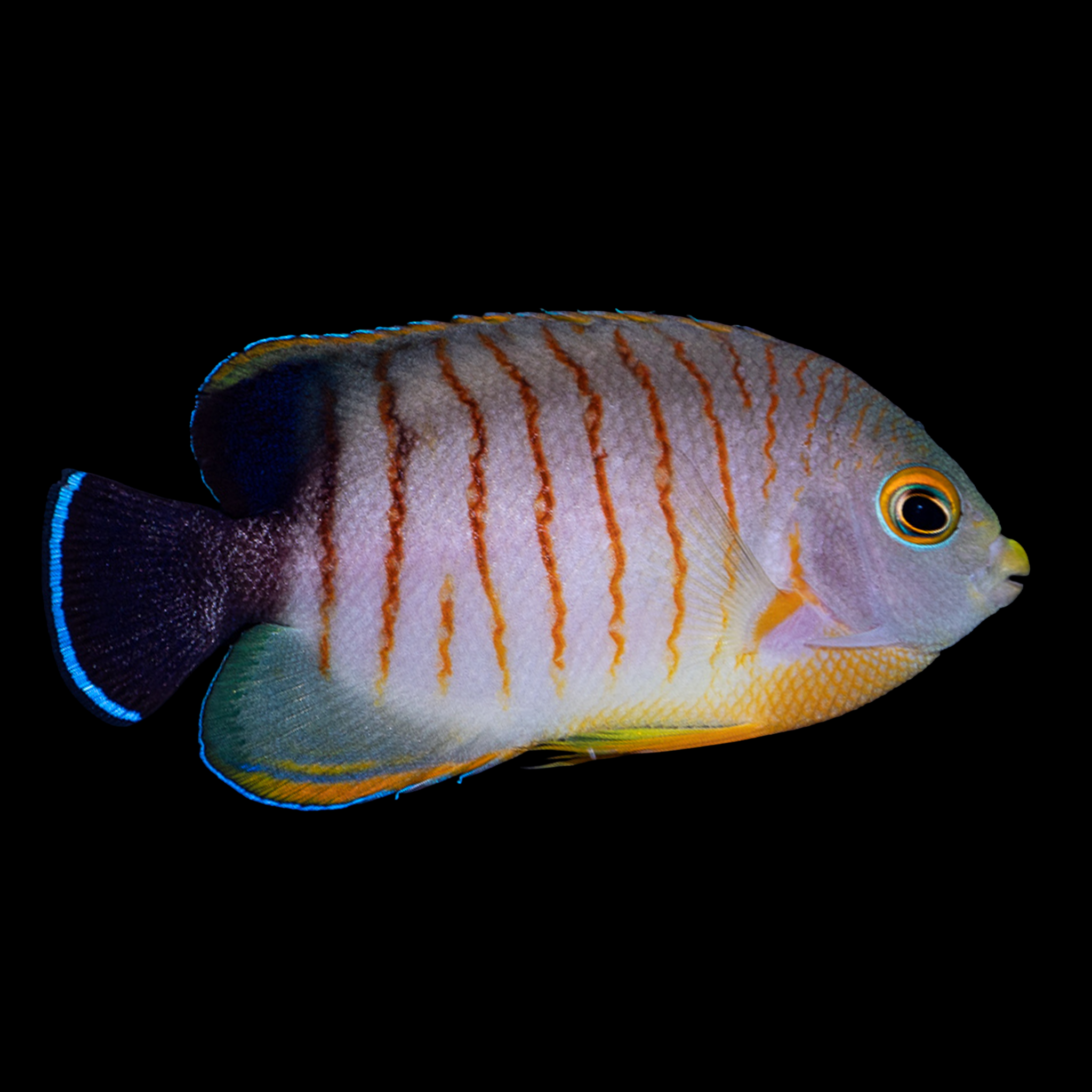Mimic Eibli Tang
