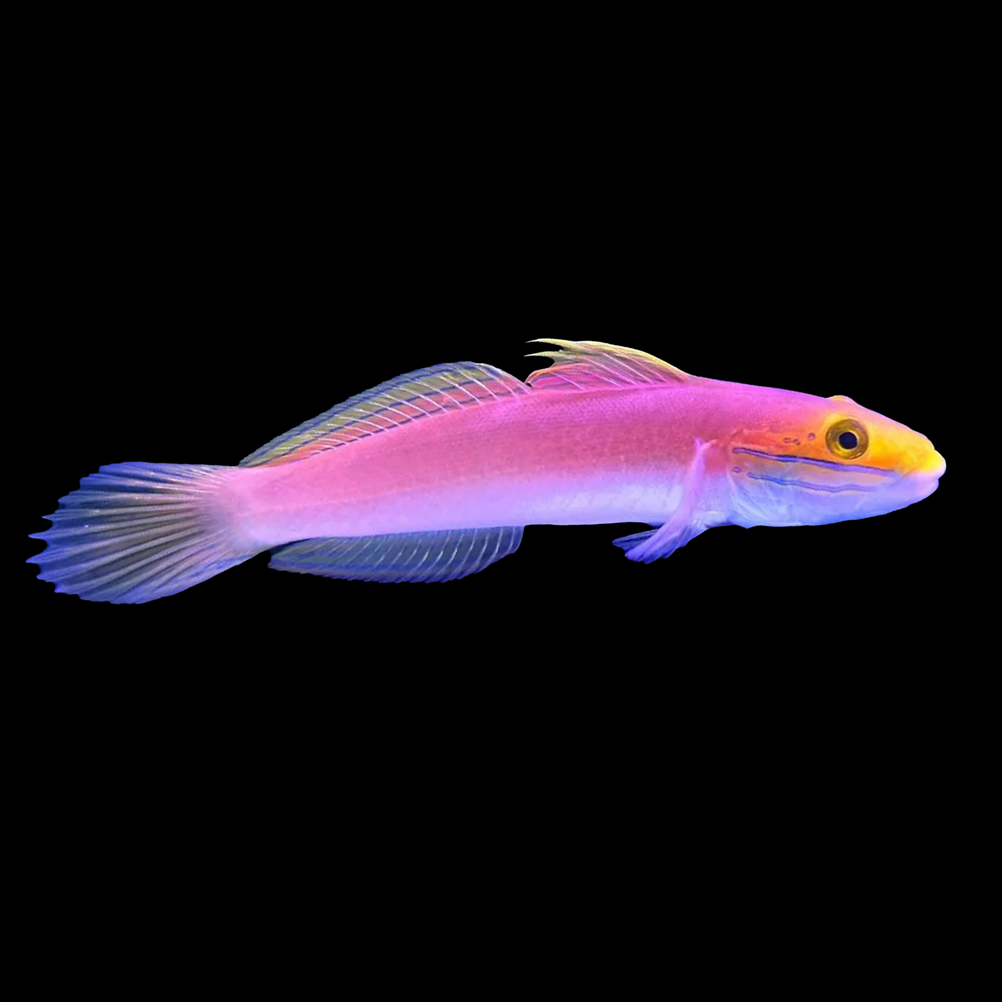 Bella Goby