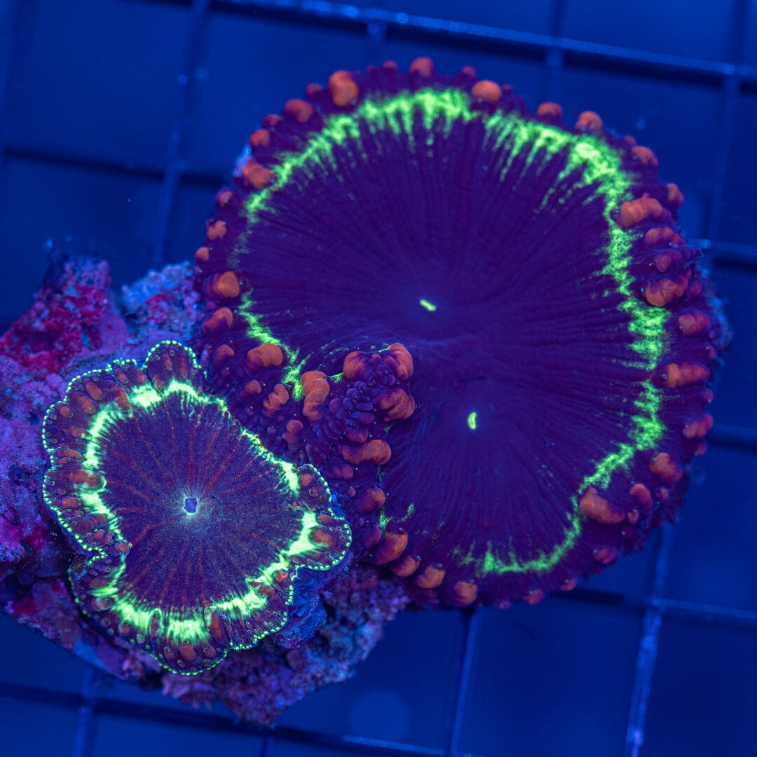 Blasto Coral - WYSIWYG Colony Reef Lounge Norco 