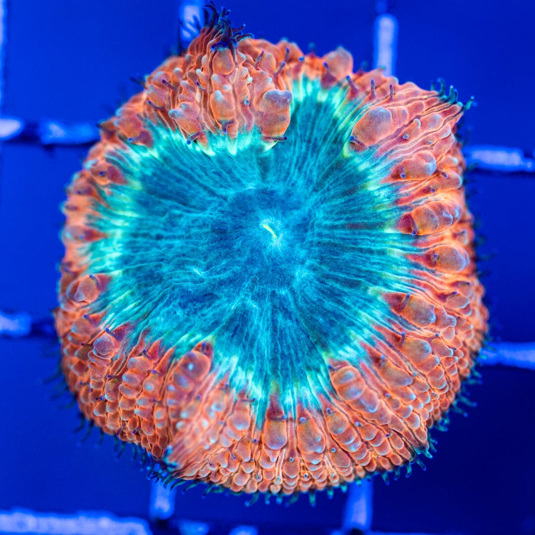 Blastomussa 1A - WYSIWYG (Copy) Reef Lounge Coral 