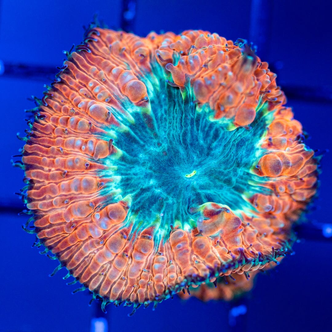 Blastomussa 2A - WYSIWYG Reef Lounge Coral 