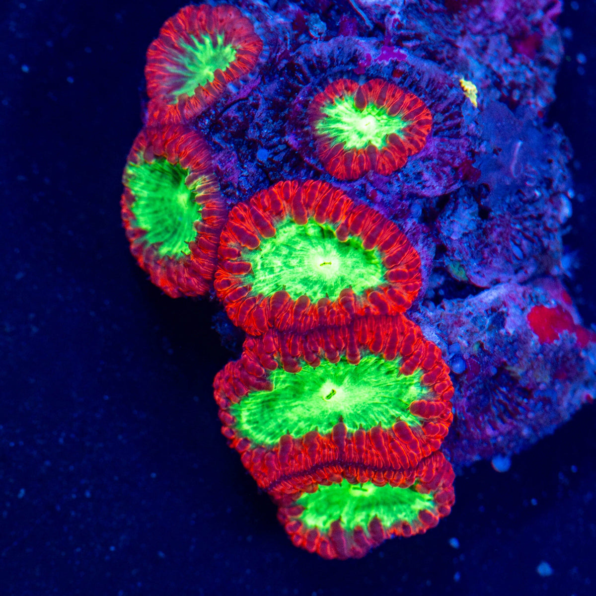 Blastomussa Colony 1A - WYSIWYG Reef Lounge Coral 