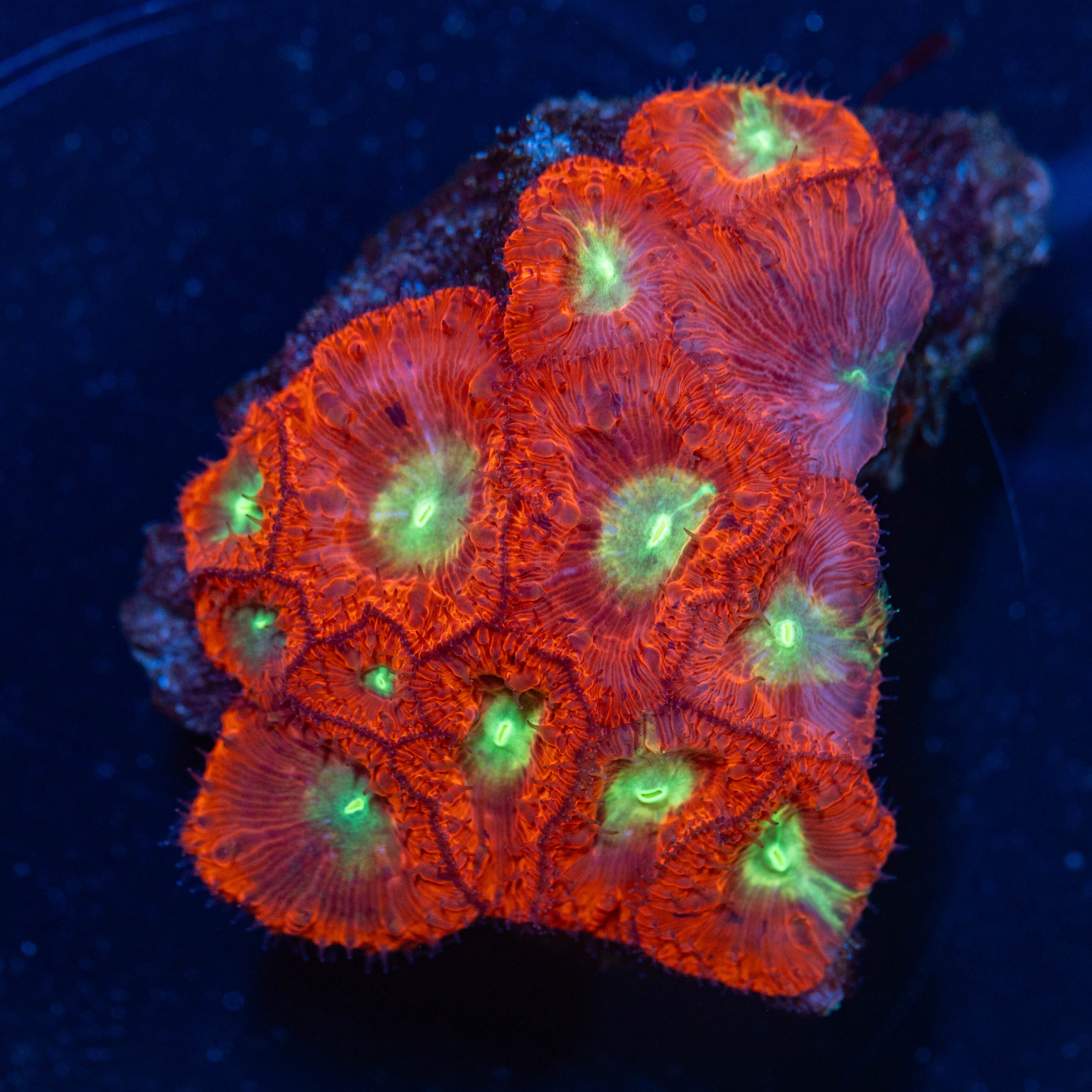 Blastomussa Colony 1A - WYSIWYG Reef Lounge Norco 