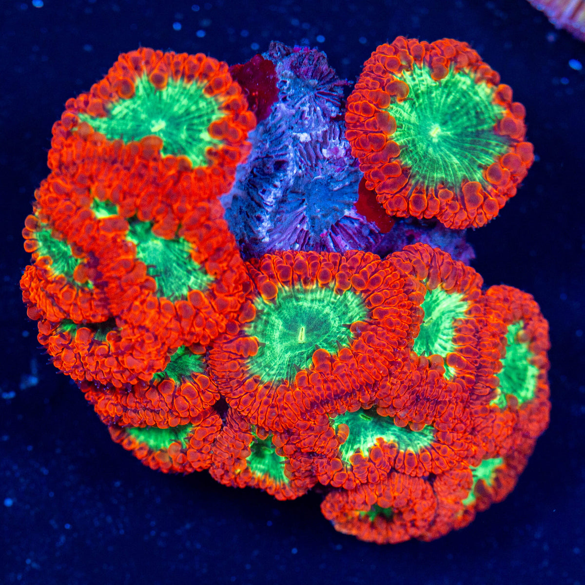 Blastomussa Colony 2A - WYSIWYG Reef Lounge Coral 