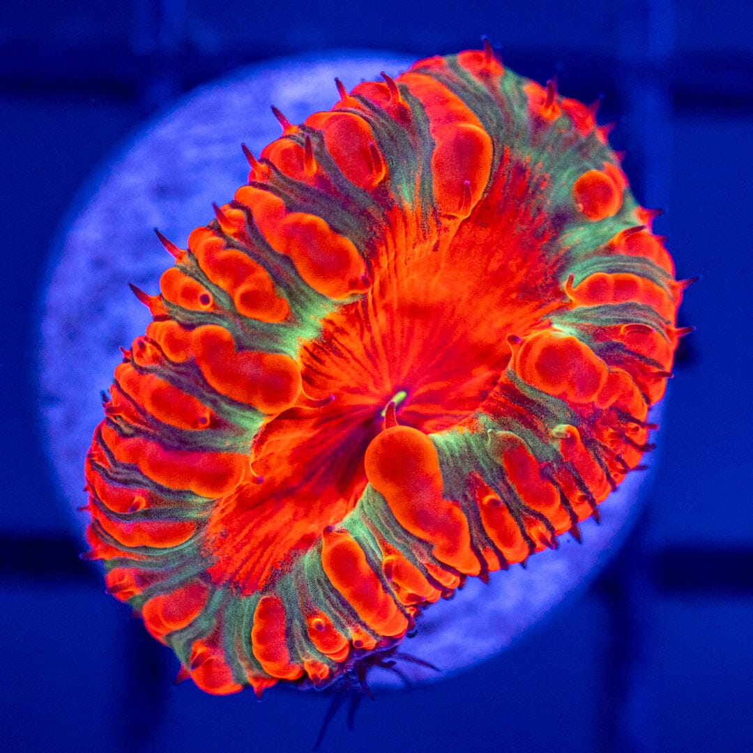 Blastomussa Frag 10B - WYSIWYG Reef Lounge Coral 