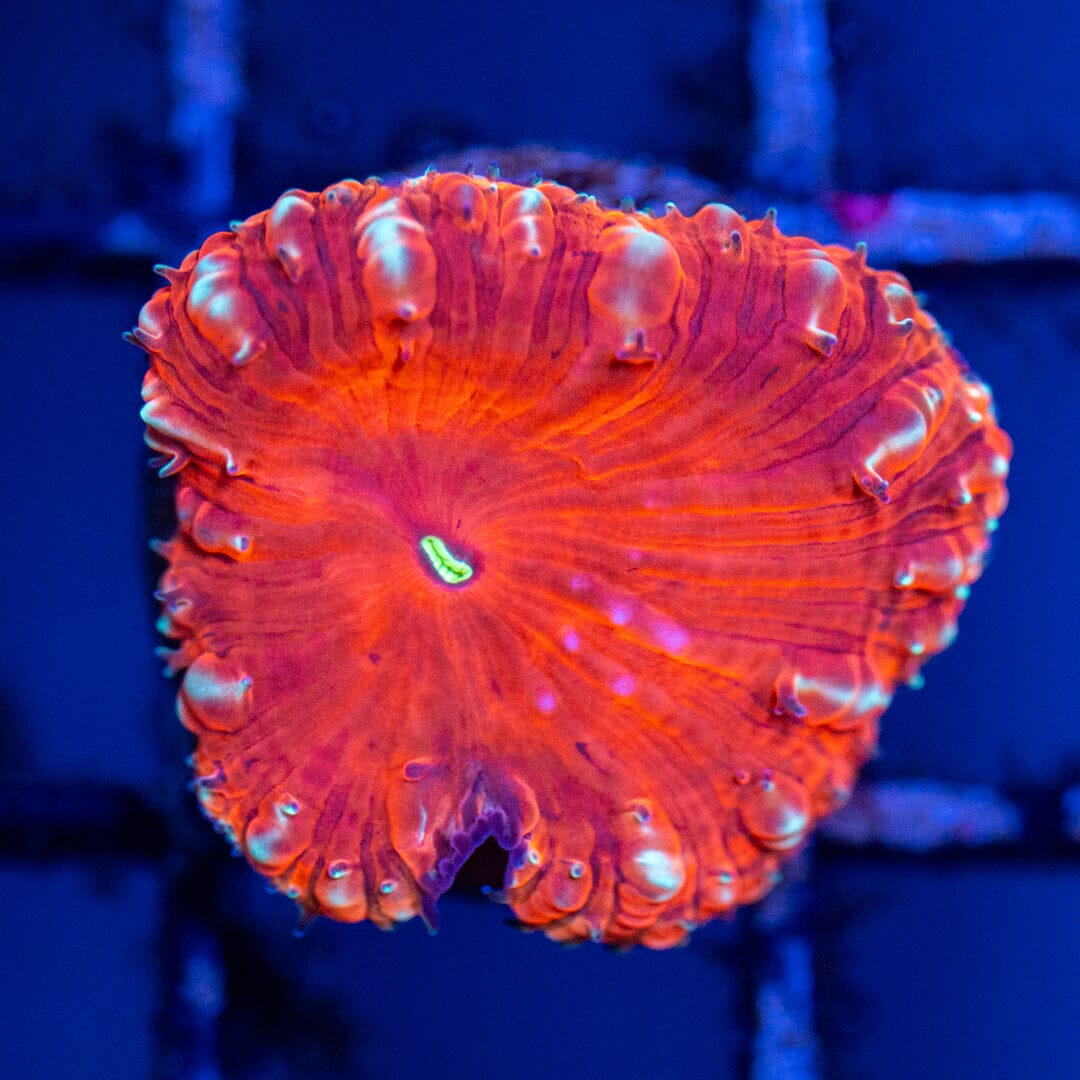 Blastomussa Frag 1B - WYSIWYG Reef Lounge Coral 