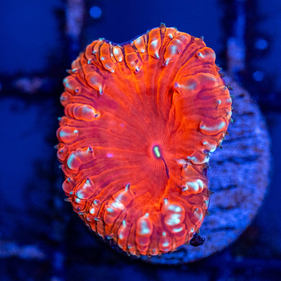 Blastomussa Frag 2B - WYSIWYG Reef Lounge Coral 