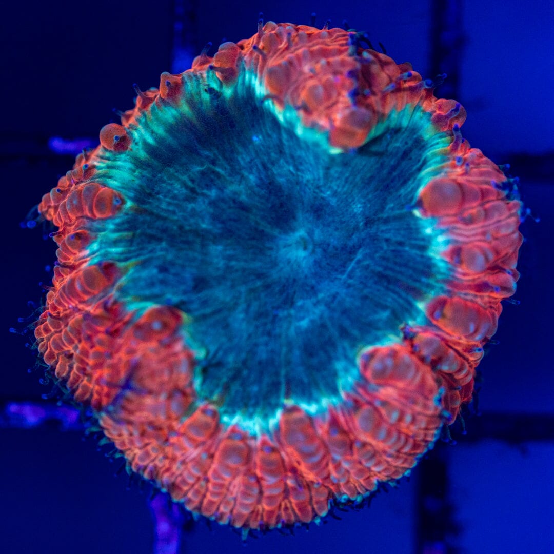 Blastomussa Frag 3A - WYSIWYG Reef Lounge Norco 