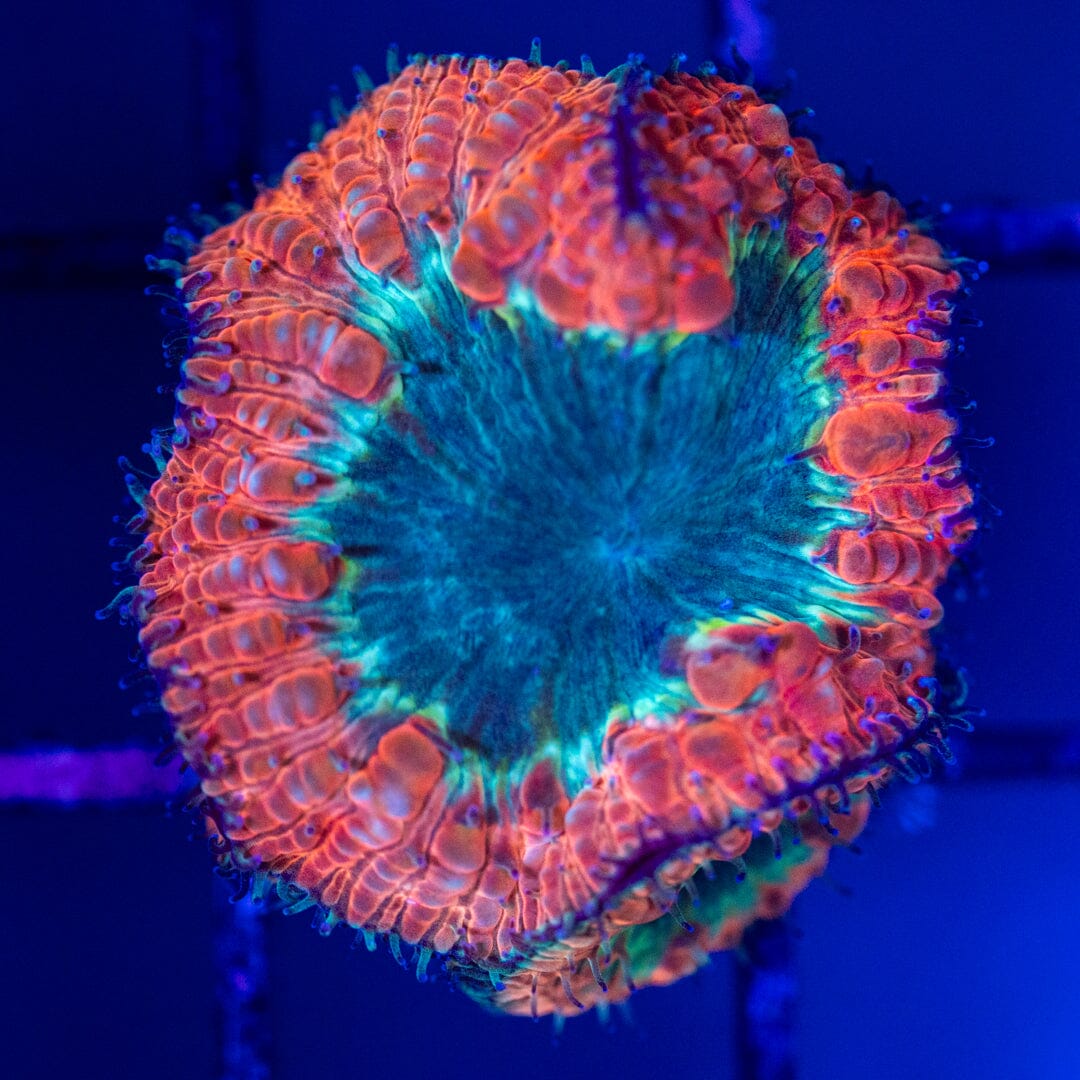 Blastomussa Frag 4A - WYSIWYG Reef Lounge Norco 