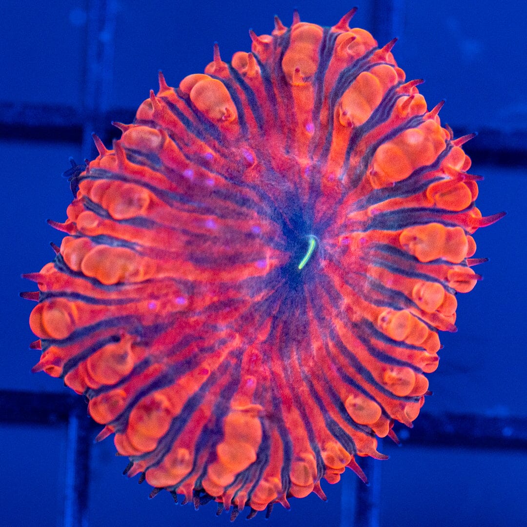 Blastomussa Frag 5B - WYSIWYG Reef Lounge Coral 