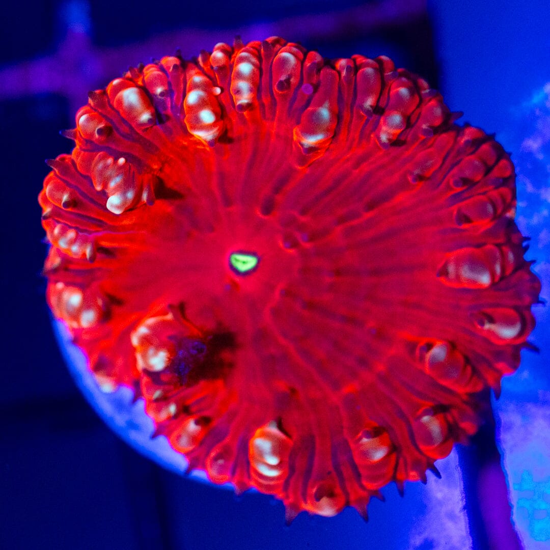 Blastomussa Frag 6A - WYSIWYG Reef Lounge Norco 