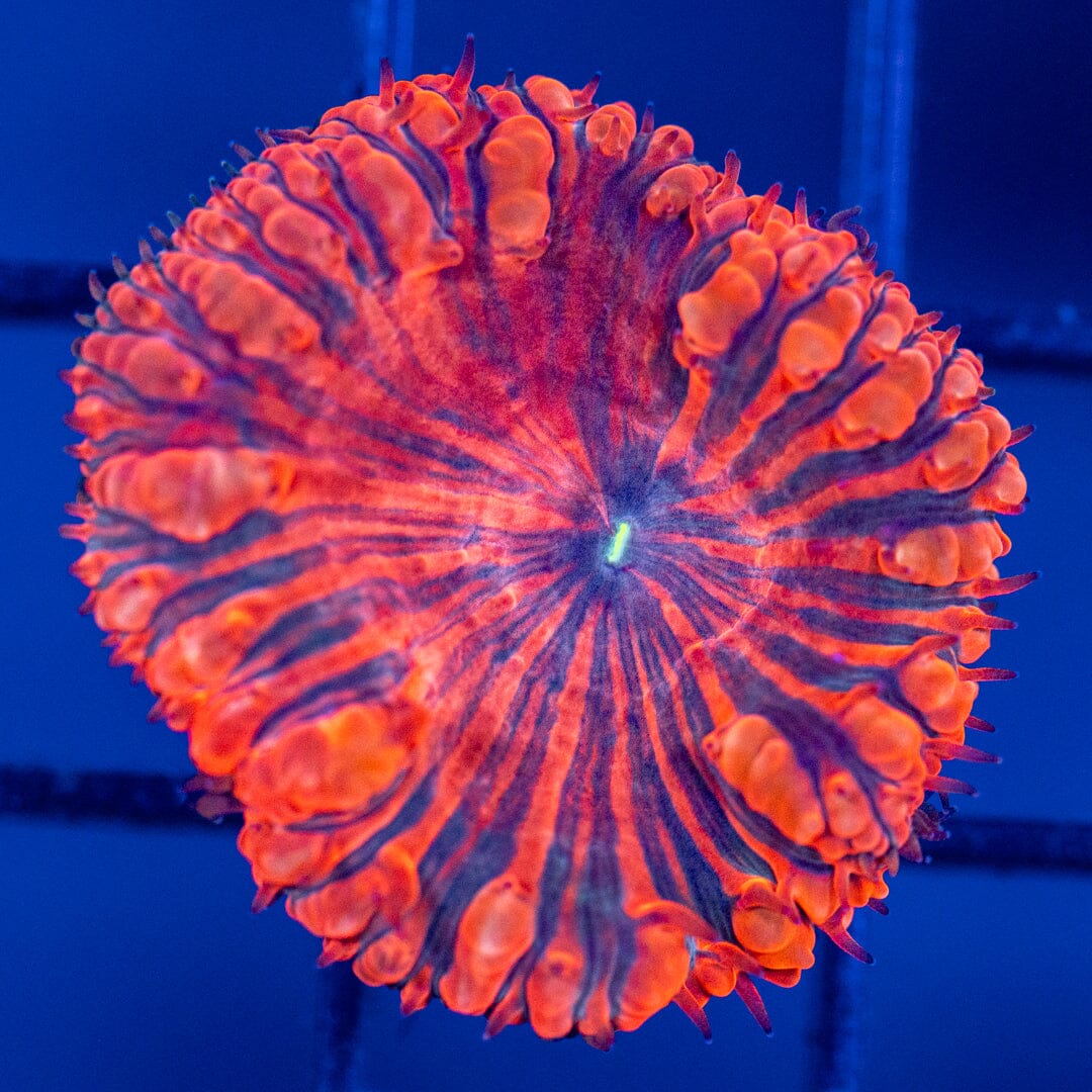 Blastomussa Frag 6B - WYSIWYG Reef Lounge Coral 