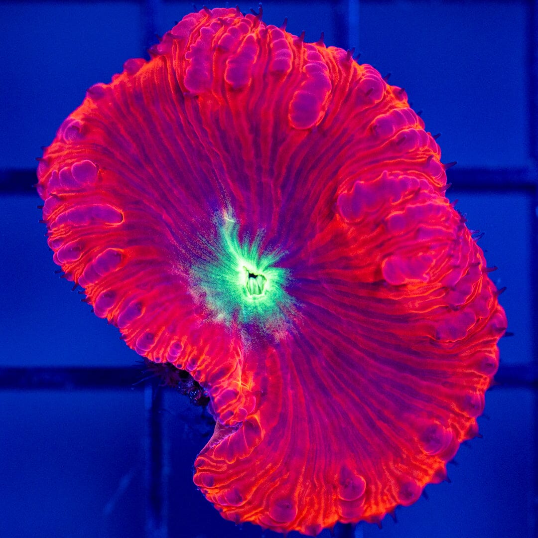 Blastomussa Frag 7B - WYSIWYG Reef Lounge Coral 