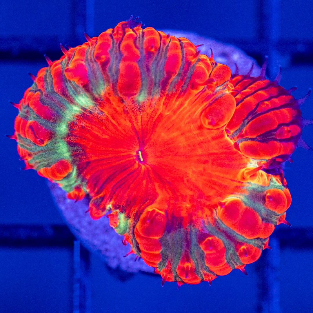 Blastomussa Frag 9B - WYSIWYG Reef Lounge Coral 