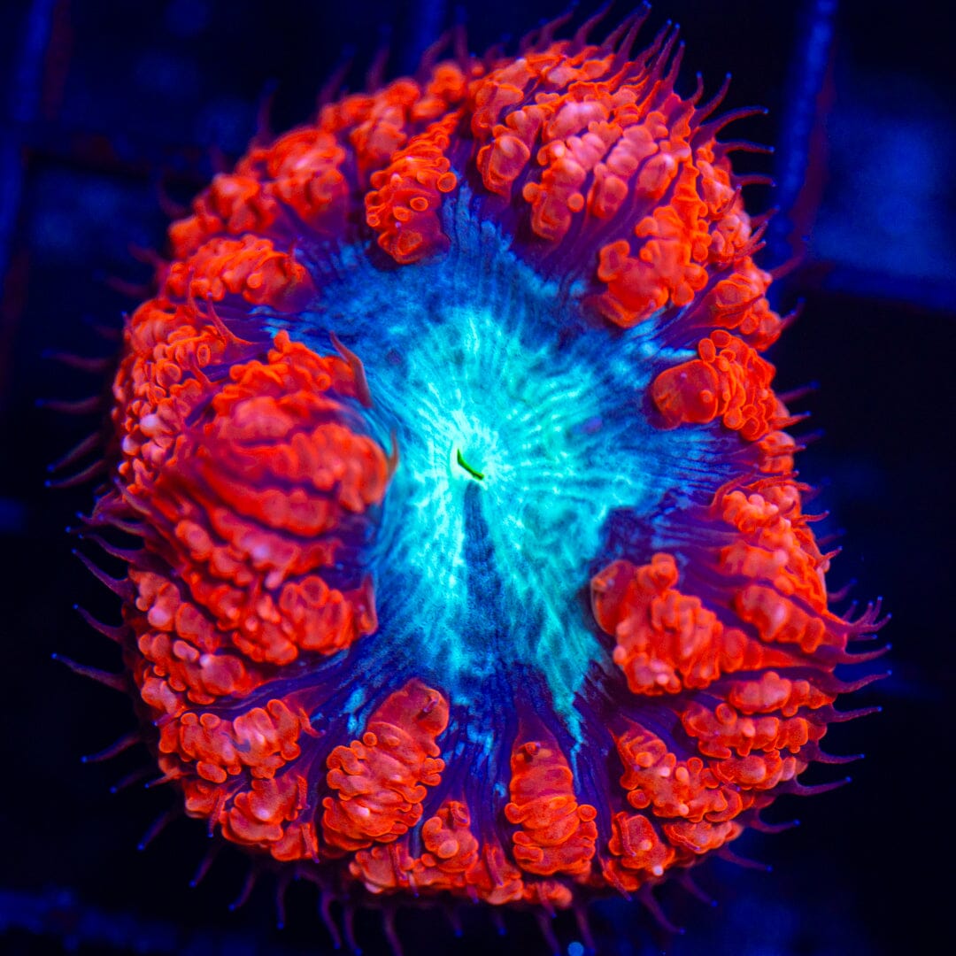 Blastomussa Wells Frag 1A - WYSIWYG Reef Lounge Norco 