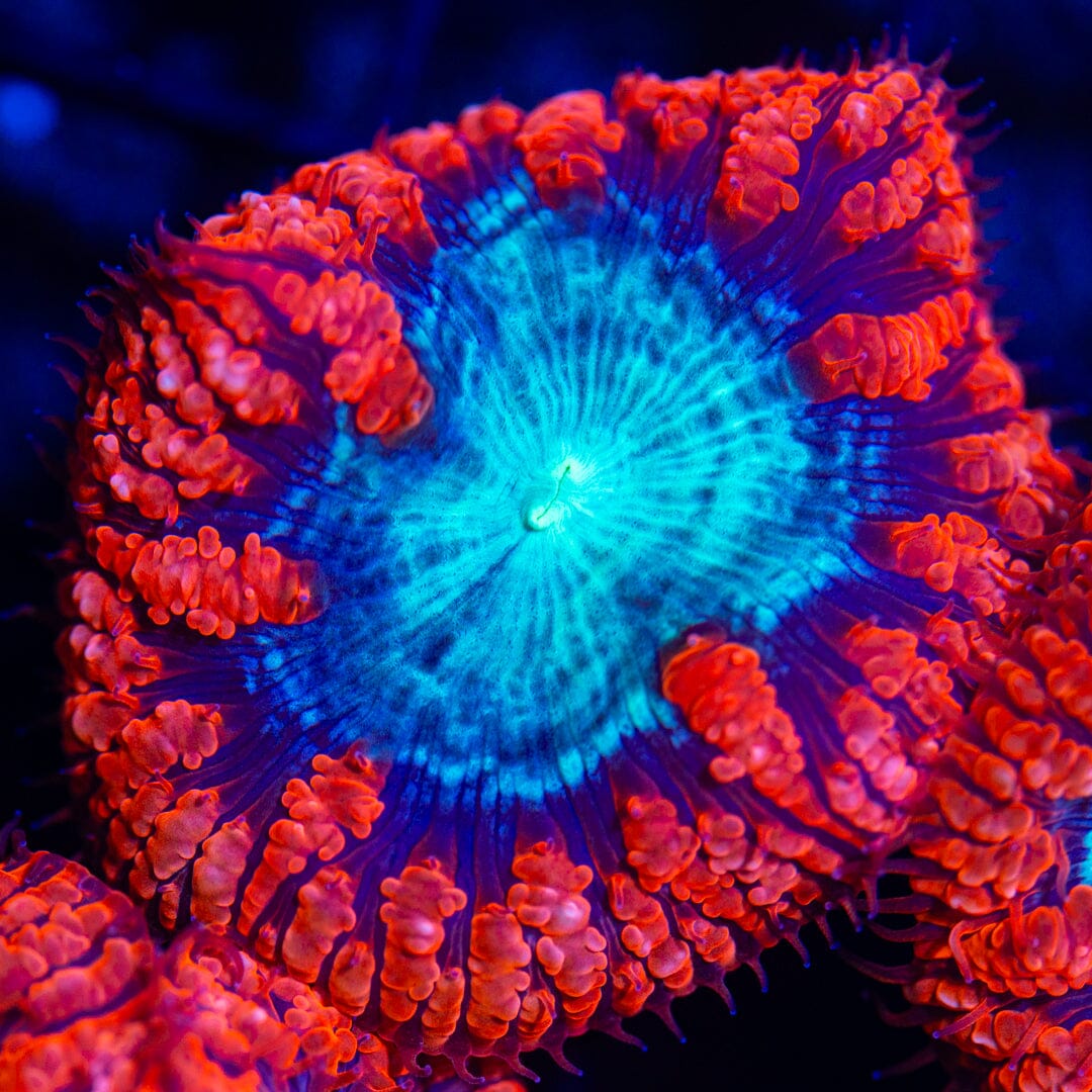 Blastomussa Wells Frag 2A - WYSIWYG Reef Lounge Norco 