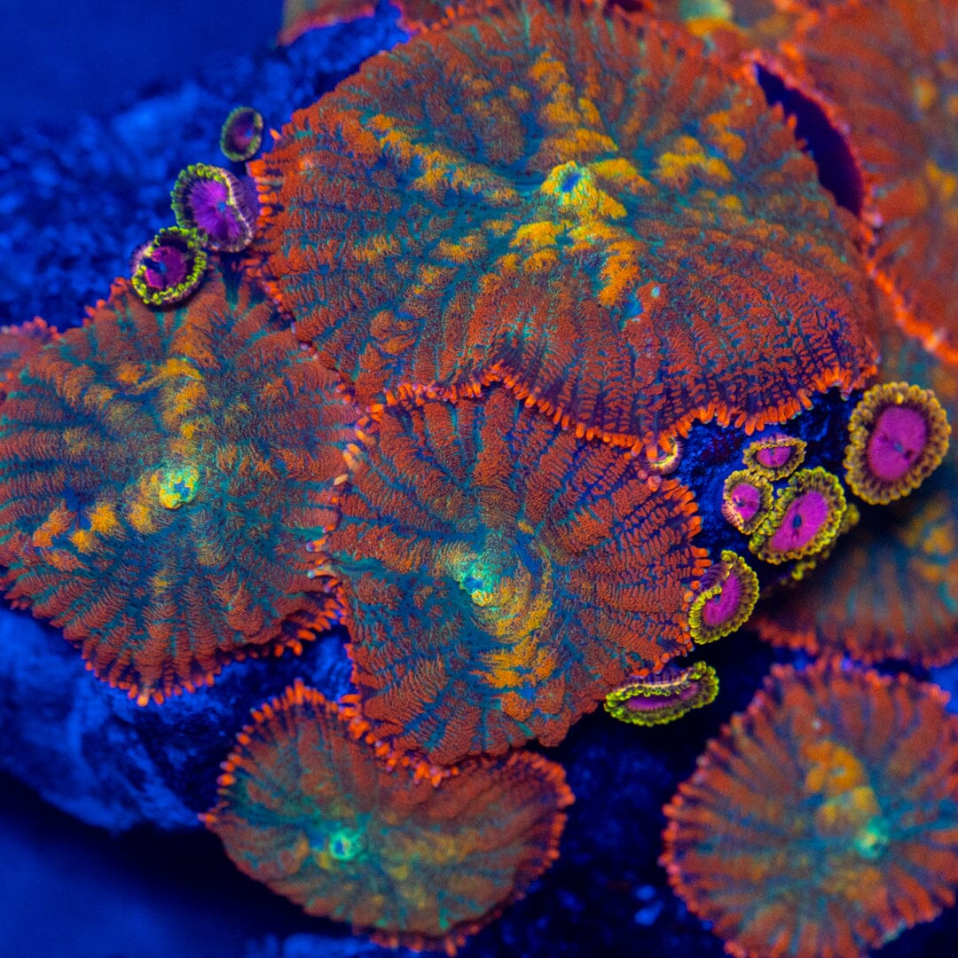 Blazing Emerald Rhodactis LPS Coral Reef Lounge USA 