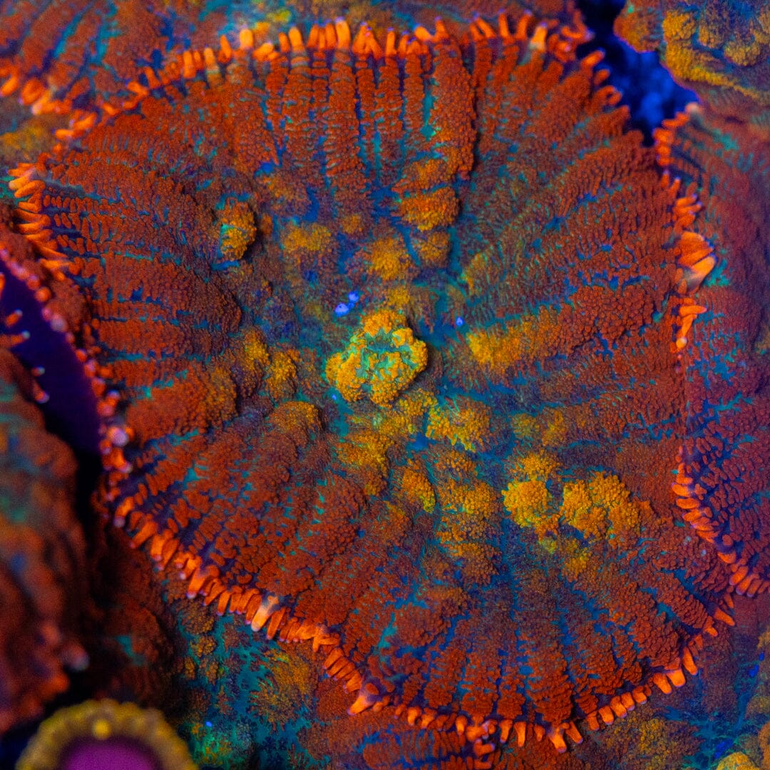 Blazing Emerald Rhodactis LPS Coral Reef Lounge USA 