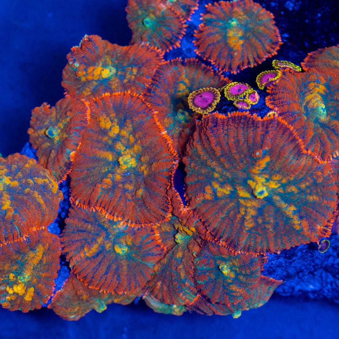 Blazing Emerald Rhodactis LPS Coral Reef Lounge USA 