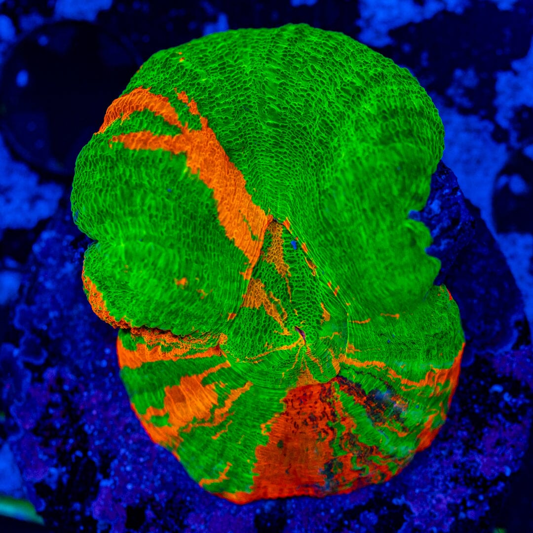 Bleeding Apple 1A - WYSIWYG Reef Lounge Norco 