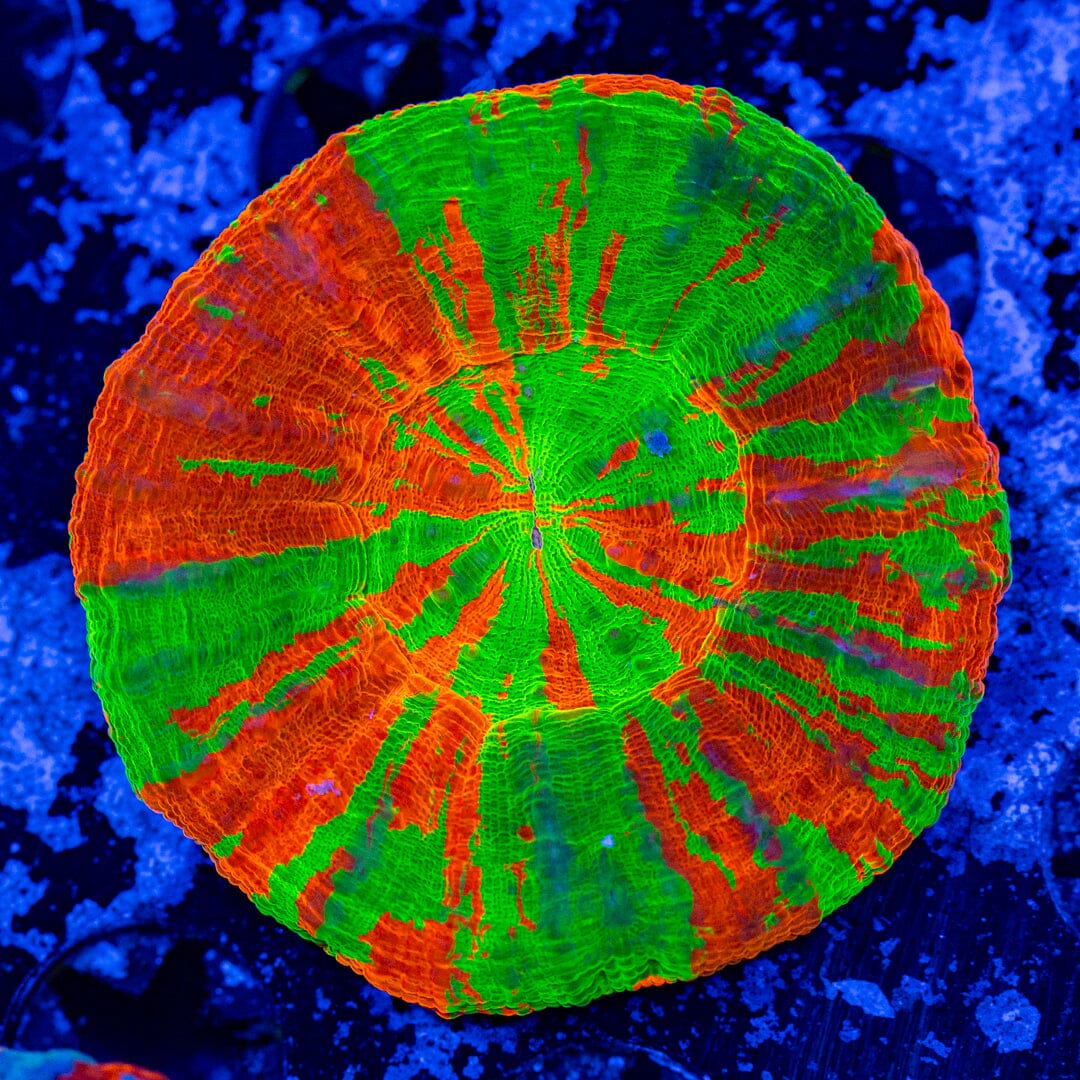 Bleeding Apple 5A - WYSIWYG Reef Lounge Norco 