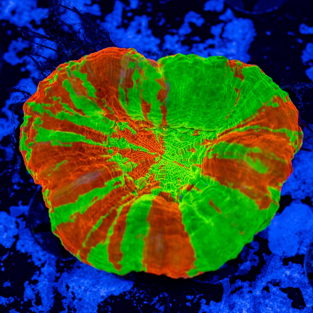 Bleeding Apple Scolymia 6A - WYSIWYG Reef Lounge Norco 