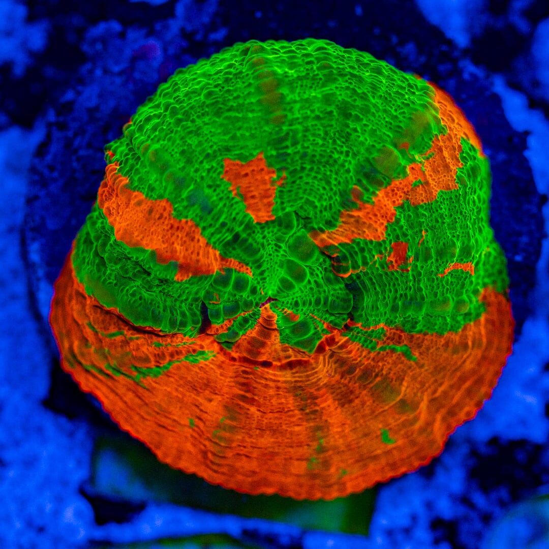 Bleeding Apple Scolymia 7A - WYSIWYG Reef Lounge Norco 