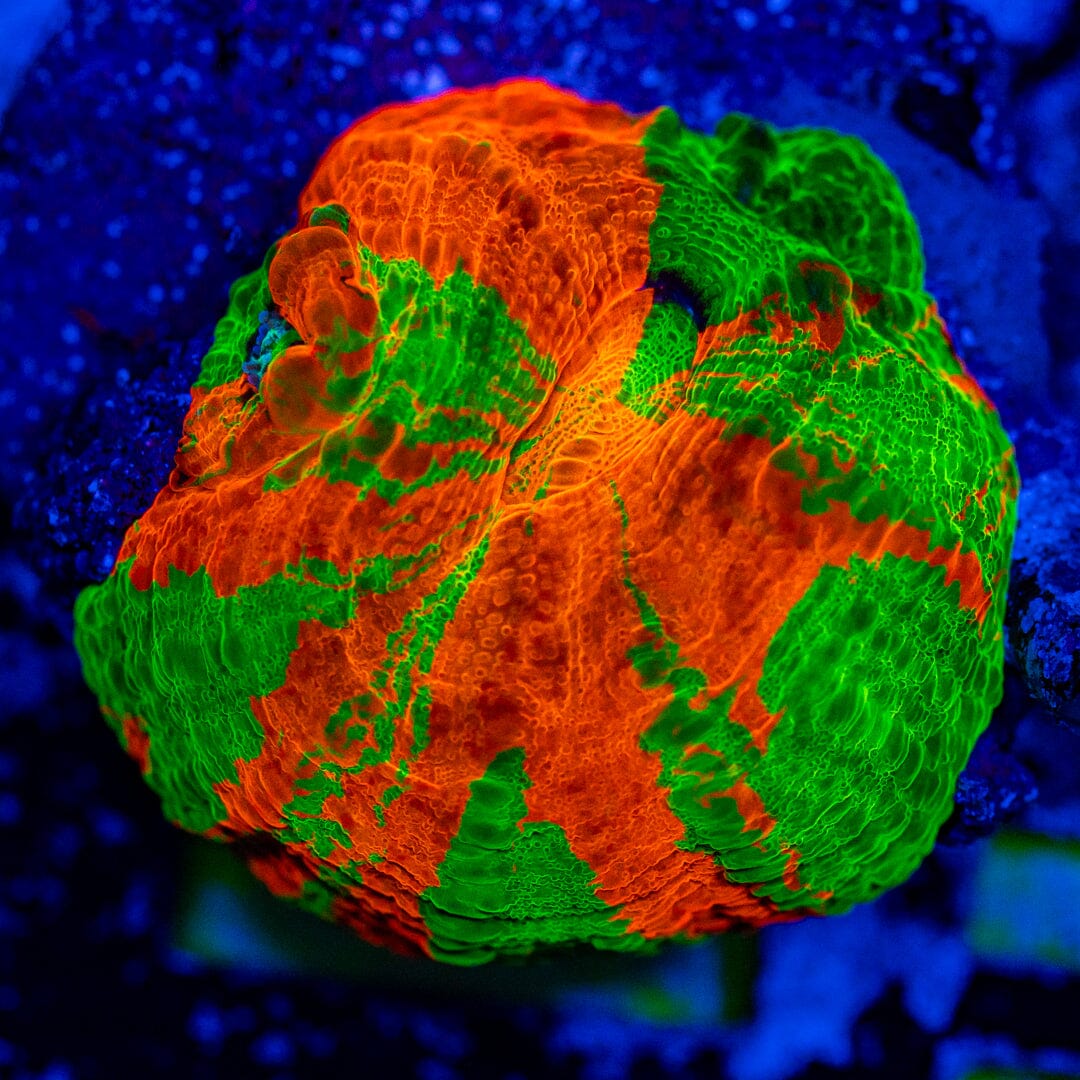 Bleeding Apple Scolymia 8A - WYSIWYG Reef Lounge Norco 