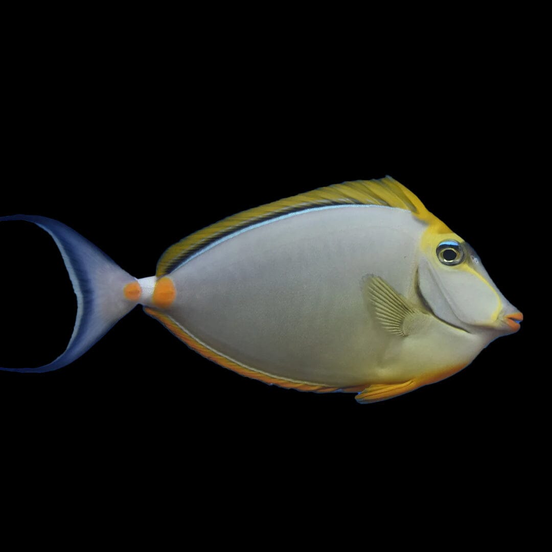 Blonde Naso Tang Fish Reef Lounge USA 