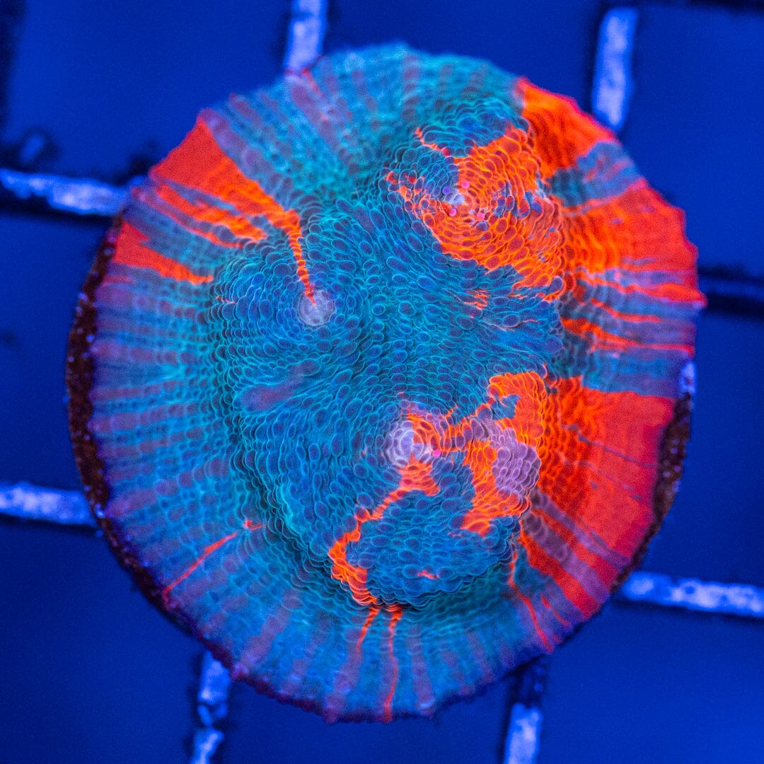 Blue Blood Chalice 2A - WYSIWYG Reef Lounge Coral 