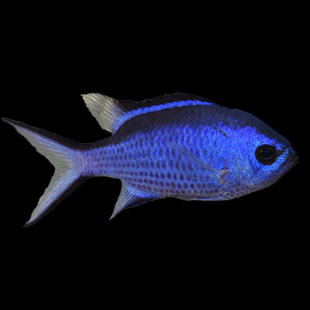 Blue Deepwater Chromis Fish Reef Lounge USA 