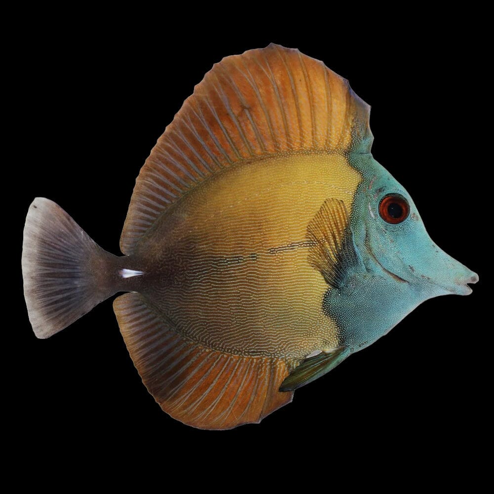 Blue Face Koi Tang Fish Reef Lounge Coral 