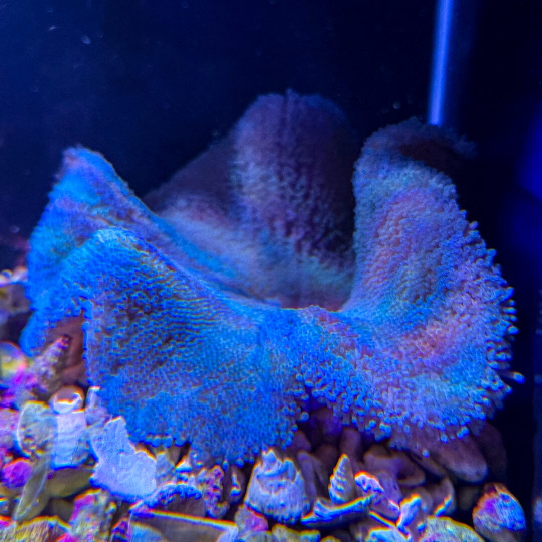 Blue Haddoni Carpet Anemone - WYSIWYG Invertebrate Reef Lounge USA 