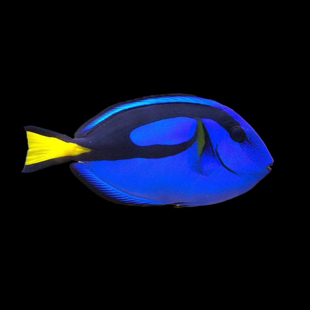 Blue Hippo Tang Fish Reef Lounge USA 