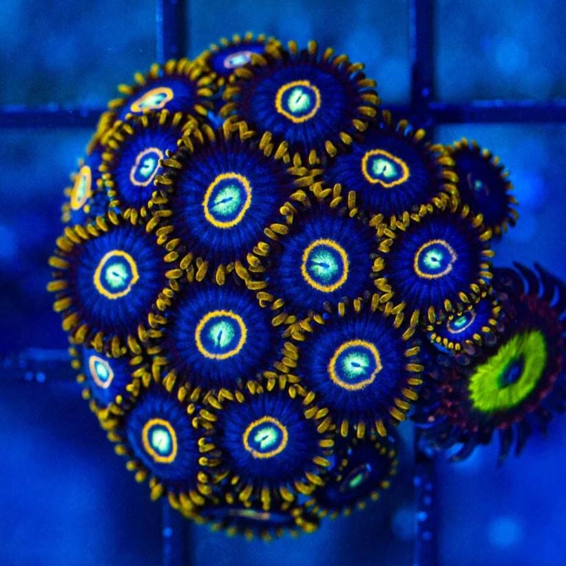 Blue Hornet Zoanthids Soft Coral Reef Lounge USA 