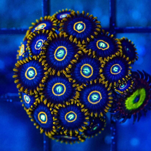 Blue Hornet Zoanthids Coral Frag | Aquacultured Zoa for Sale