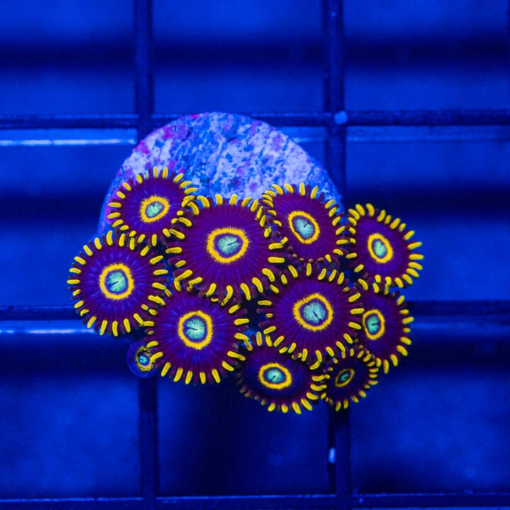 Blue Hornet Zoanthids - WYSIWYG Auction Reef Lounge Norco 