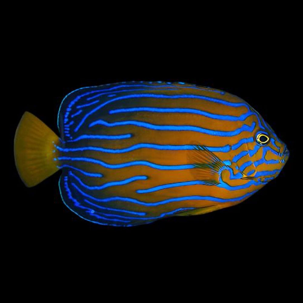 B Line Fish Blue Line Angel