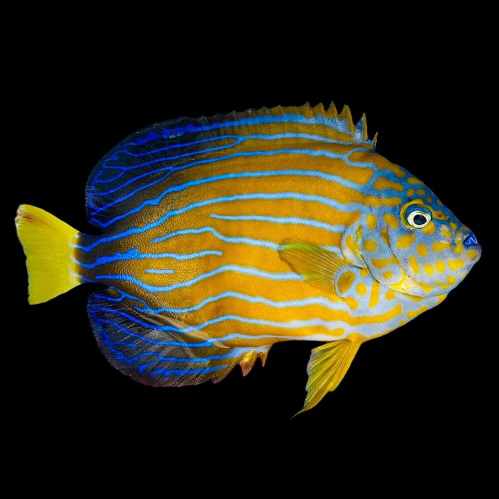 Blue Line Angel Fish Reef Lounge USA 