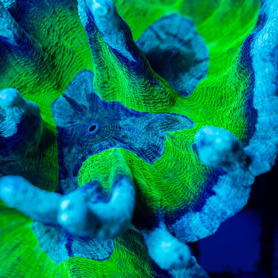 Blue Rasberry Pectinia - WYSIWYG Colony Reef Lounge Norco 