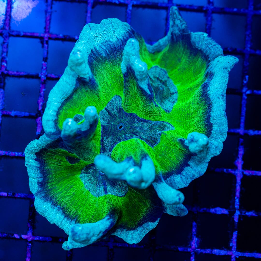 Blue Rasberry Pectinia - WYSIWYG Colony Reef Lounge Norco 