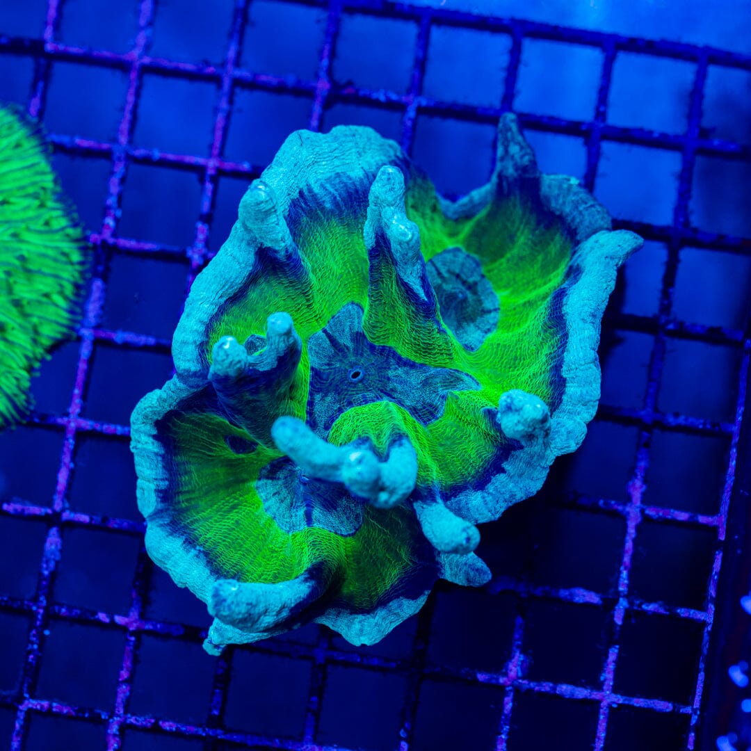 Blue Rasberry Pectinia - WYSIWYG Colony Reef Lounge Norco 