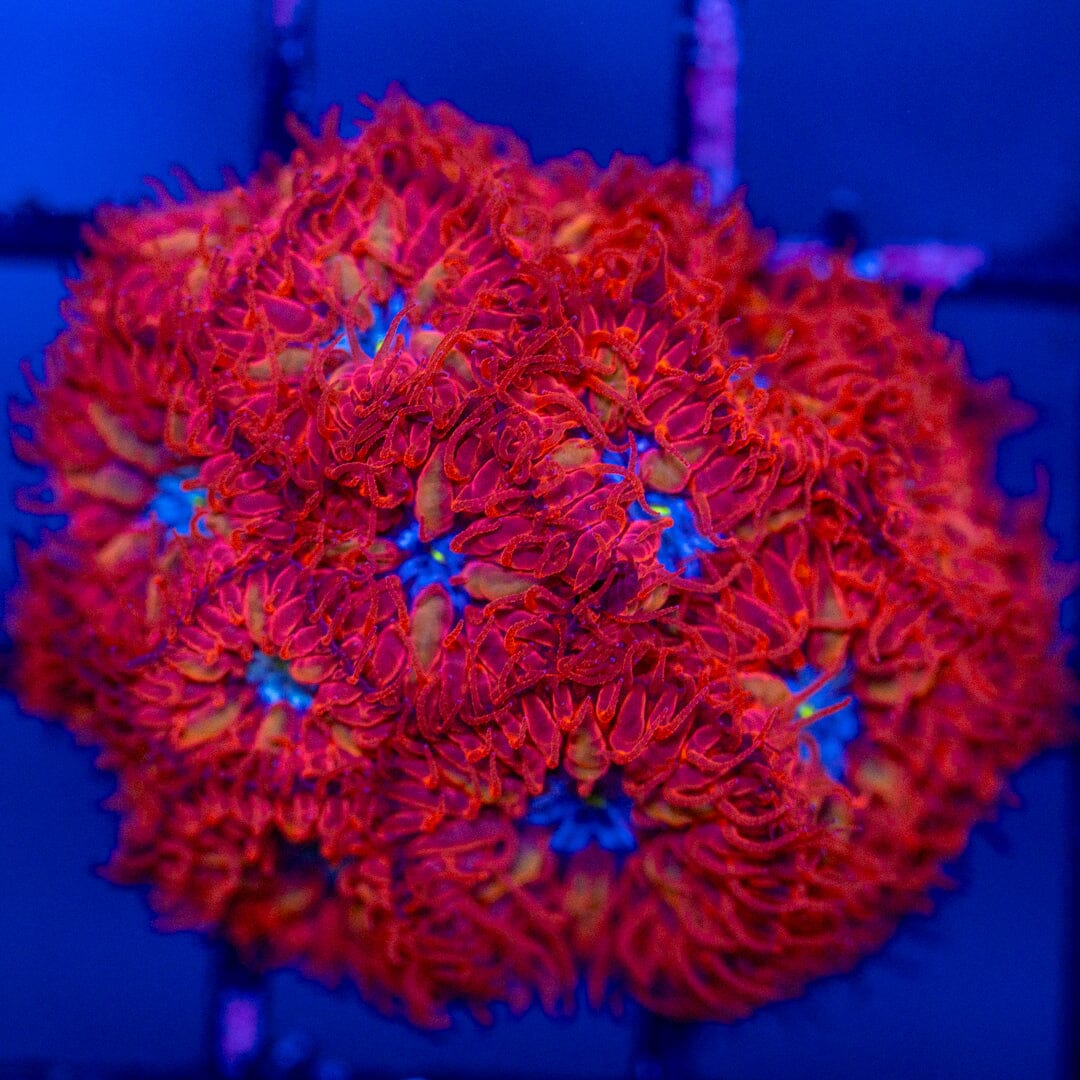 Blue Raven Blasto Merletti Colony - WYSIWYG Reef Lounge Norco 