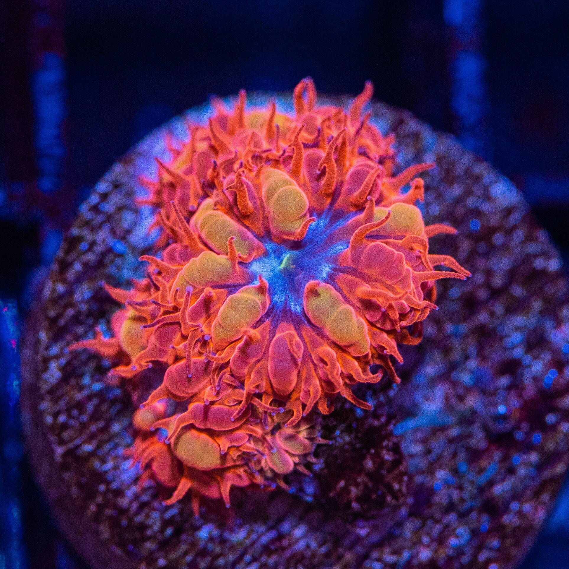 Blue Raven Blastomussa Reef Lounge Coral 