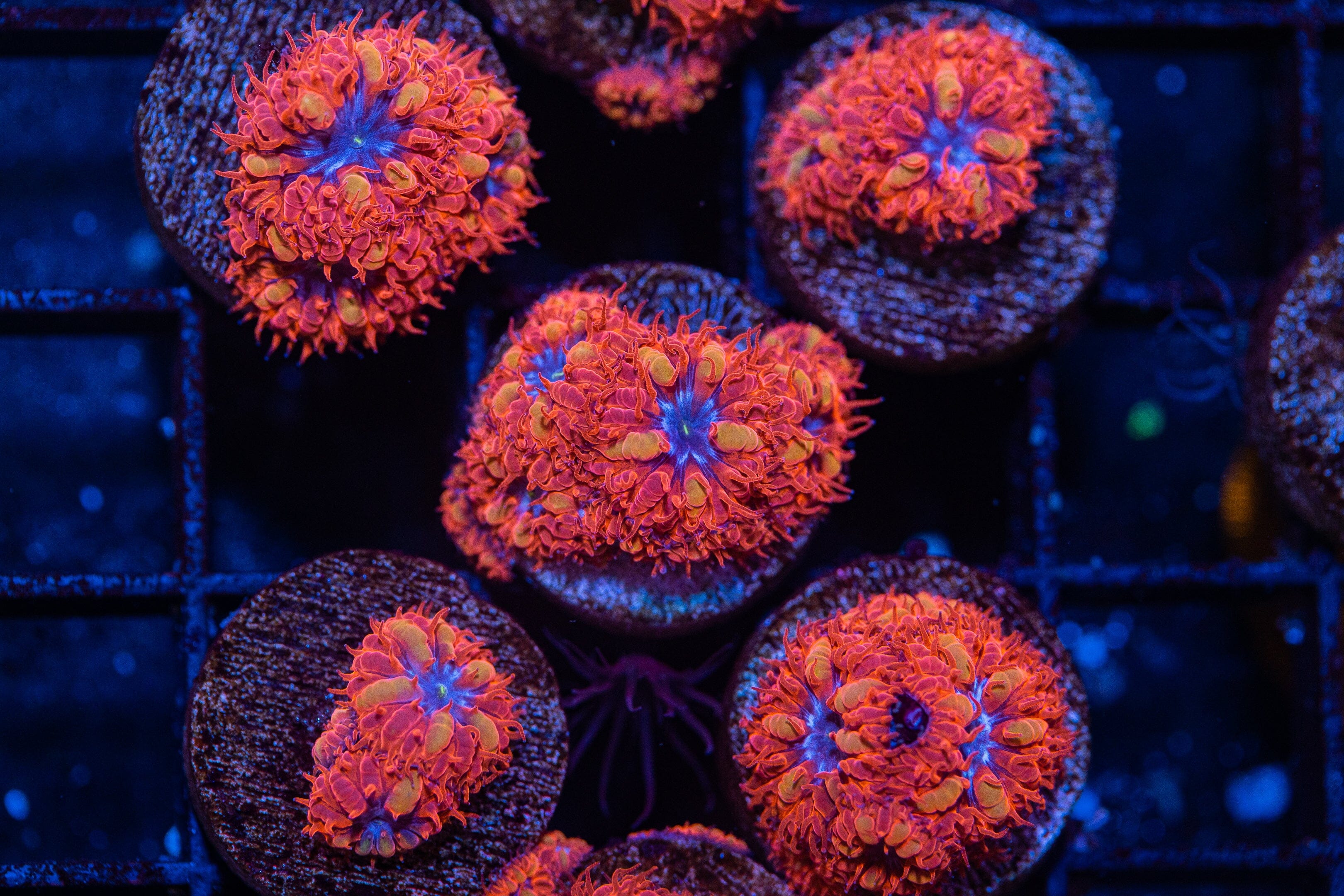 Blue Raven Blastomussa Reef Lounge Coral 