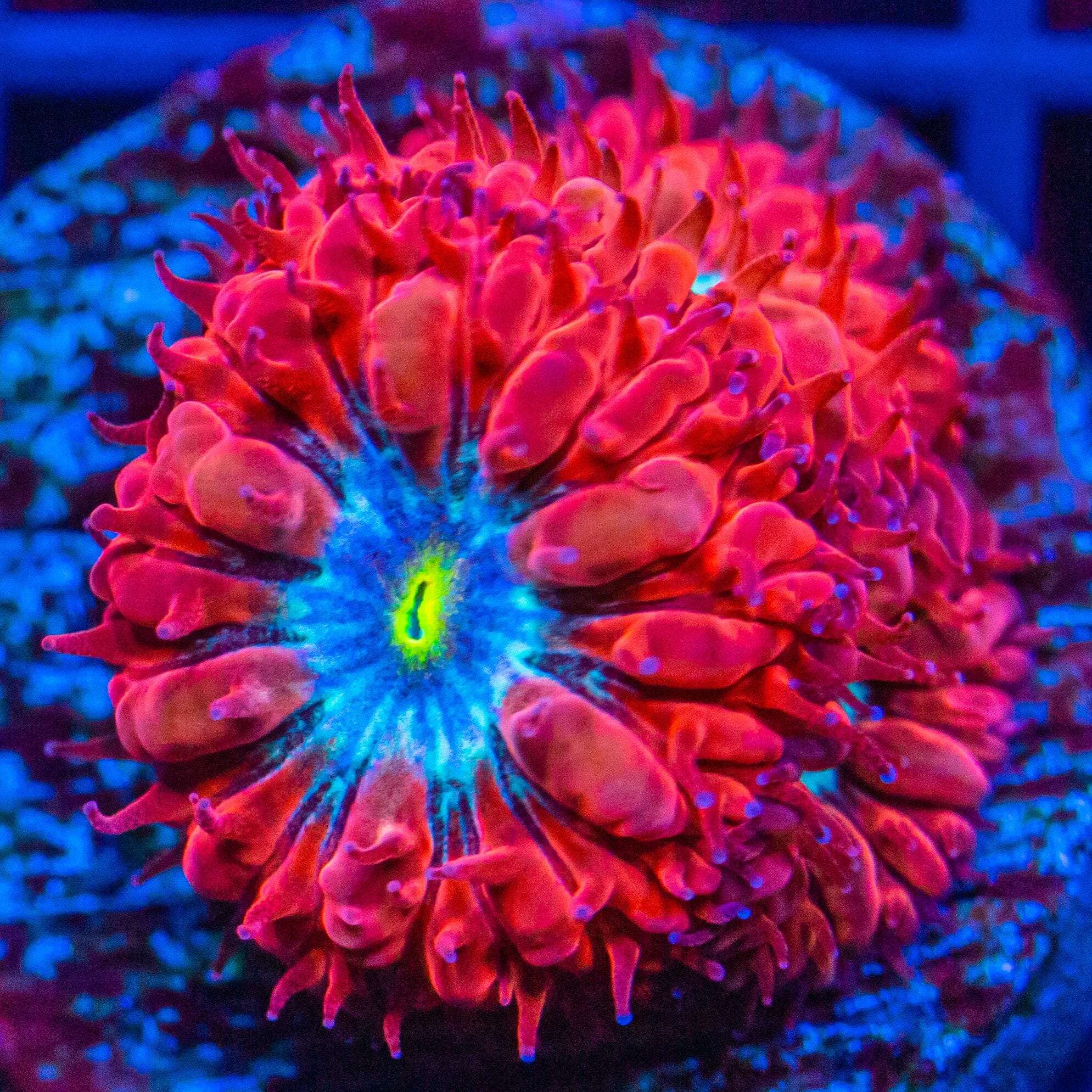 Blue Raven Blastomussa Reef Lounge Coral 