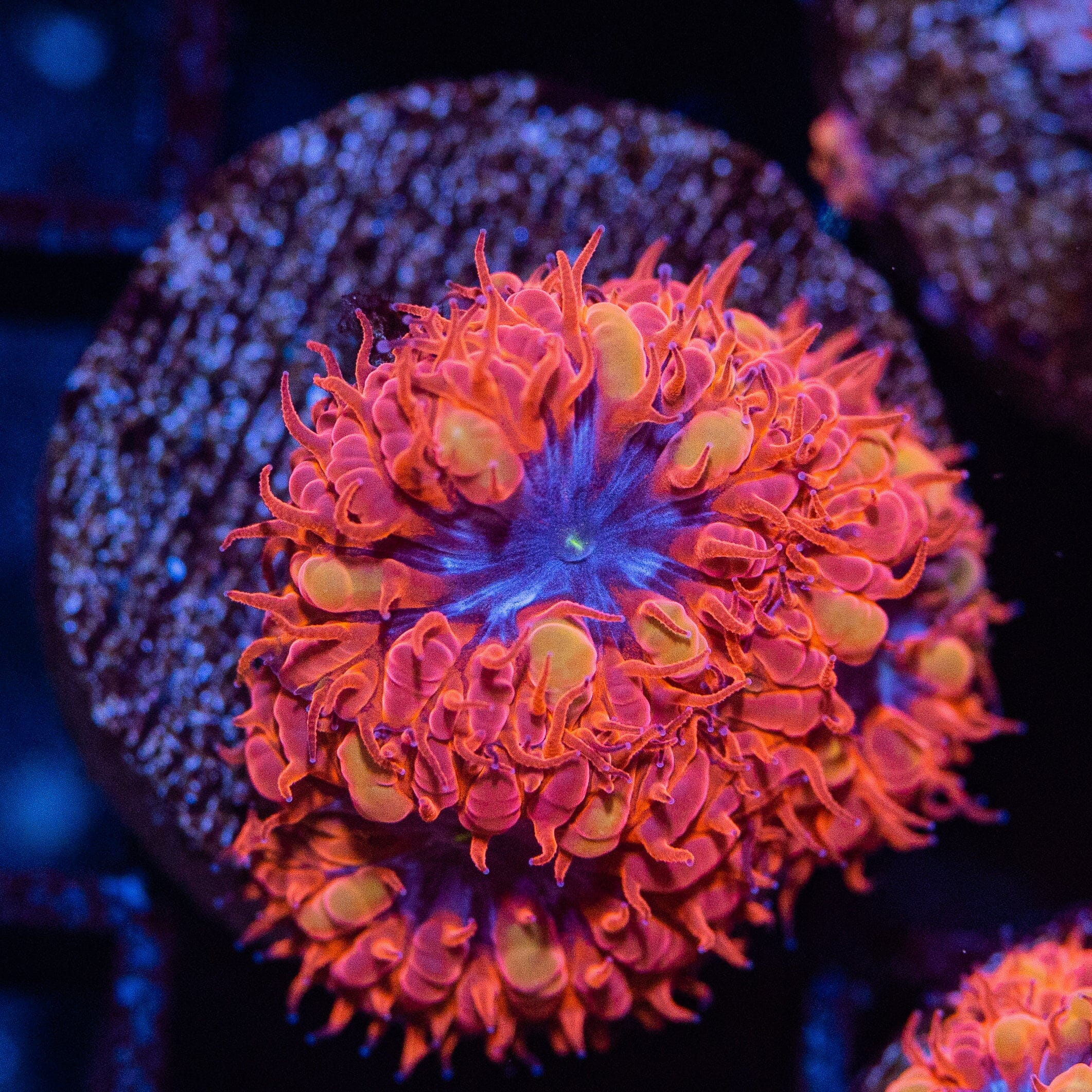 Blue Raven Blastomussa Reef Lounge Coral 