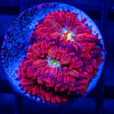 Blue Raven Blastomussa - WYSIWYG Auction Reef Lounge Norco 