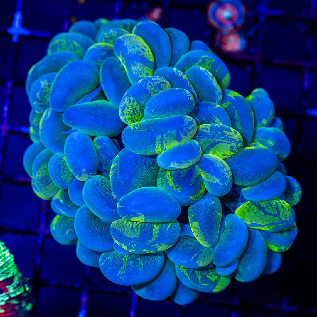 Blue Splatter Bubble Coral 2C - WYSIWYG LPS Coral Reef Lounge USA 