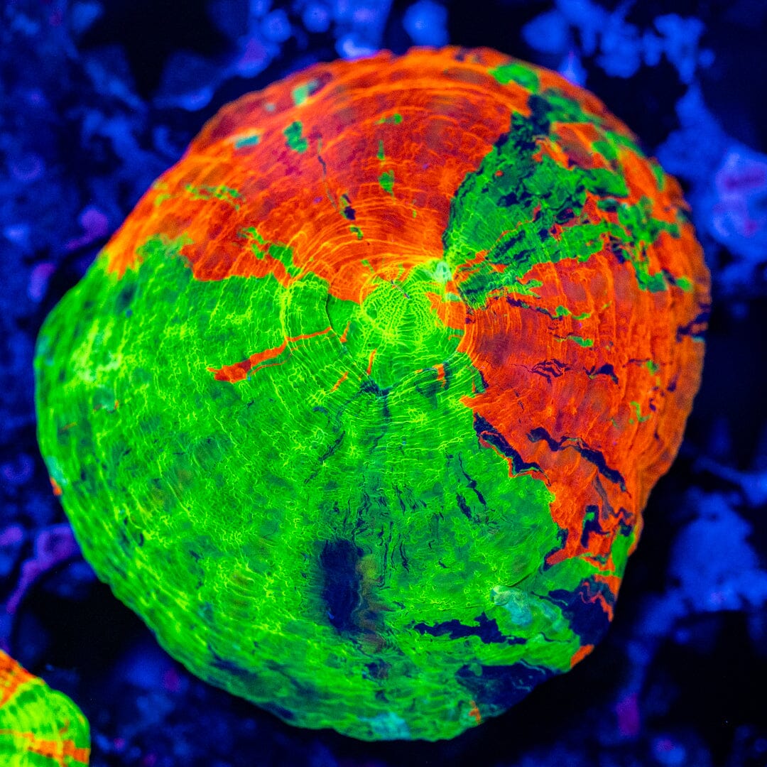 Blue Streak Bleeding Apple Scolymia 3A - WYSIWYG Reef Lounge Coral 